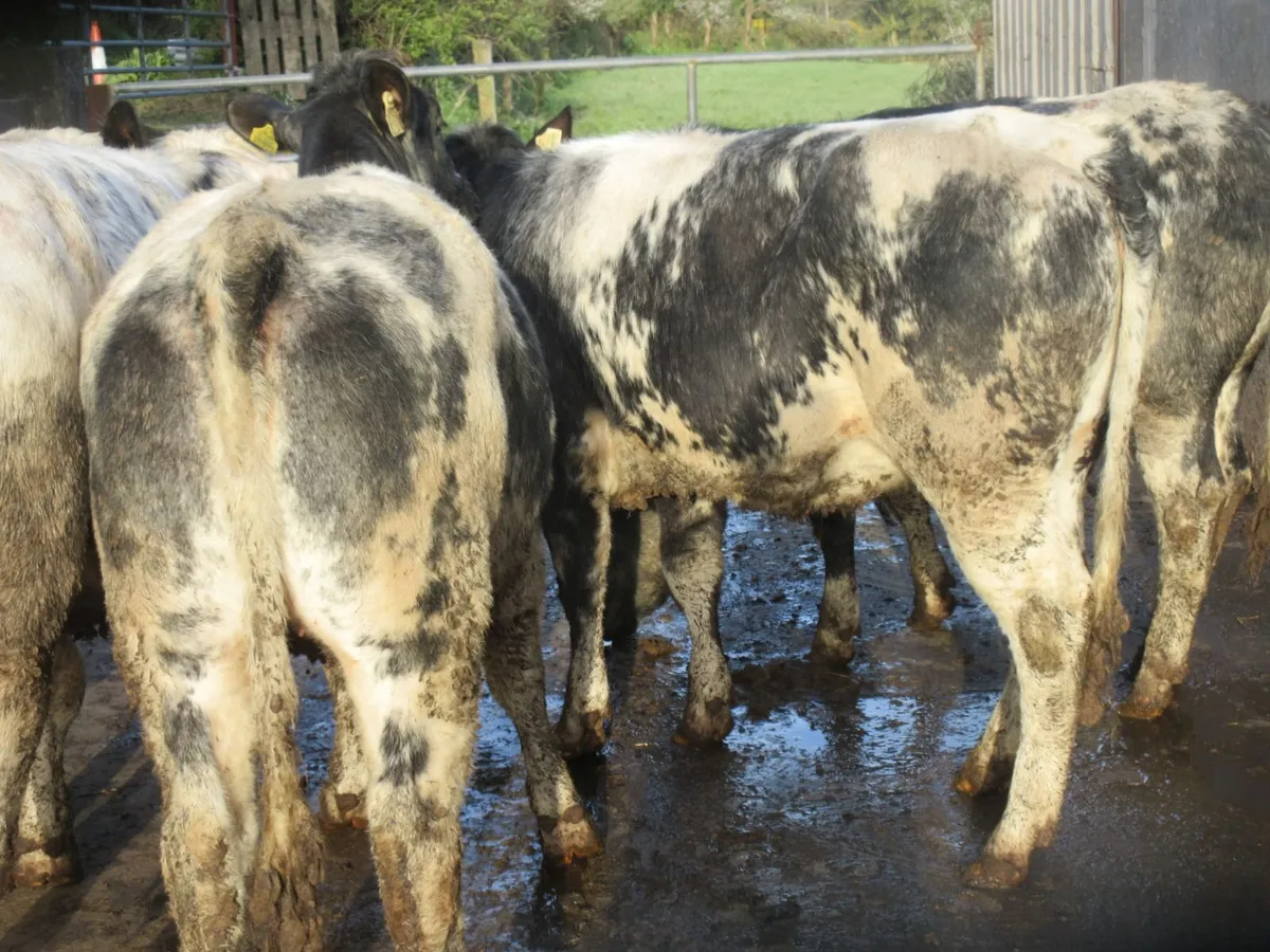6 belgian blue heifers suitable for breeding 420KG - Image 2
