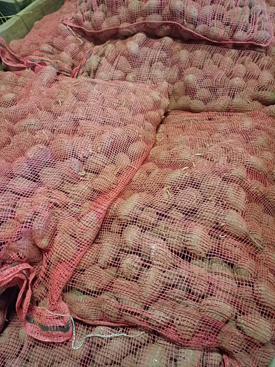 Seed Potatoes 🥔 - Image 3