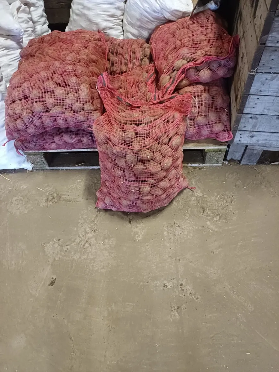 Seed Potatoes 🥔 - Image 1