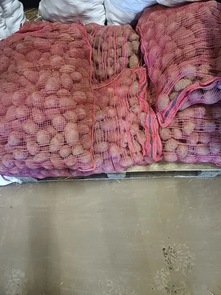 Seed Potatoes 🥔 - Image 2