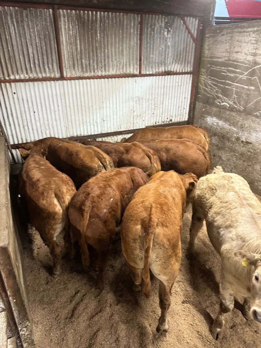 U and E grade forward bullocks - Image 3