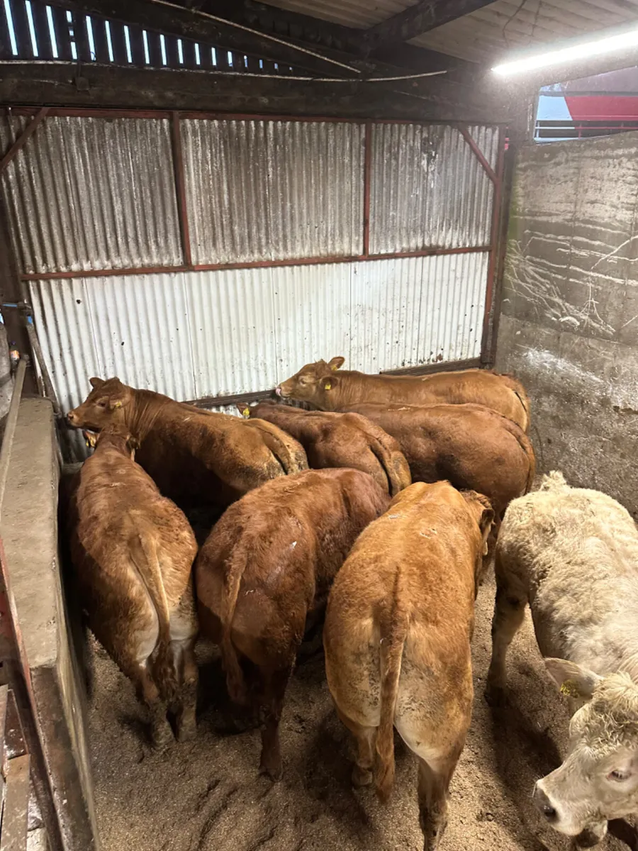 U and E grade forward bullocks - Image 2