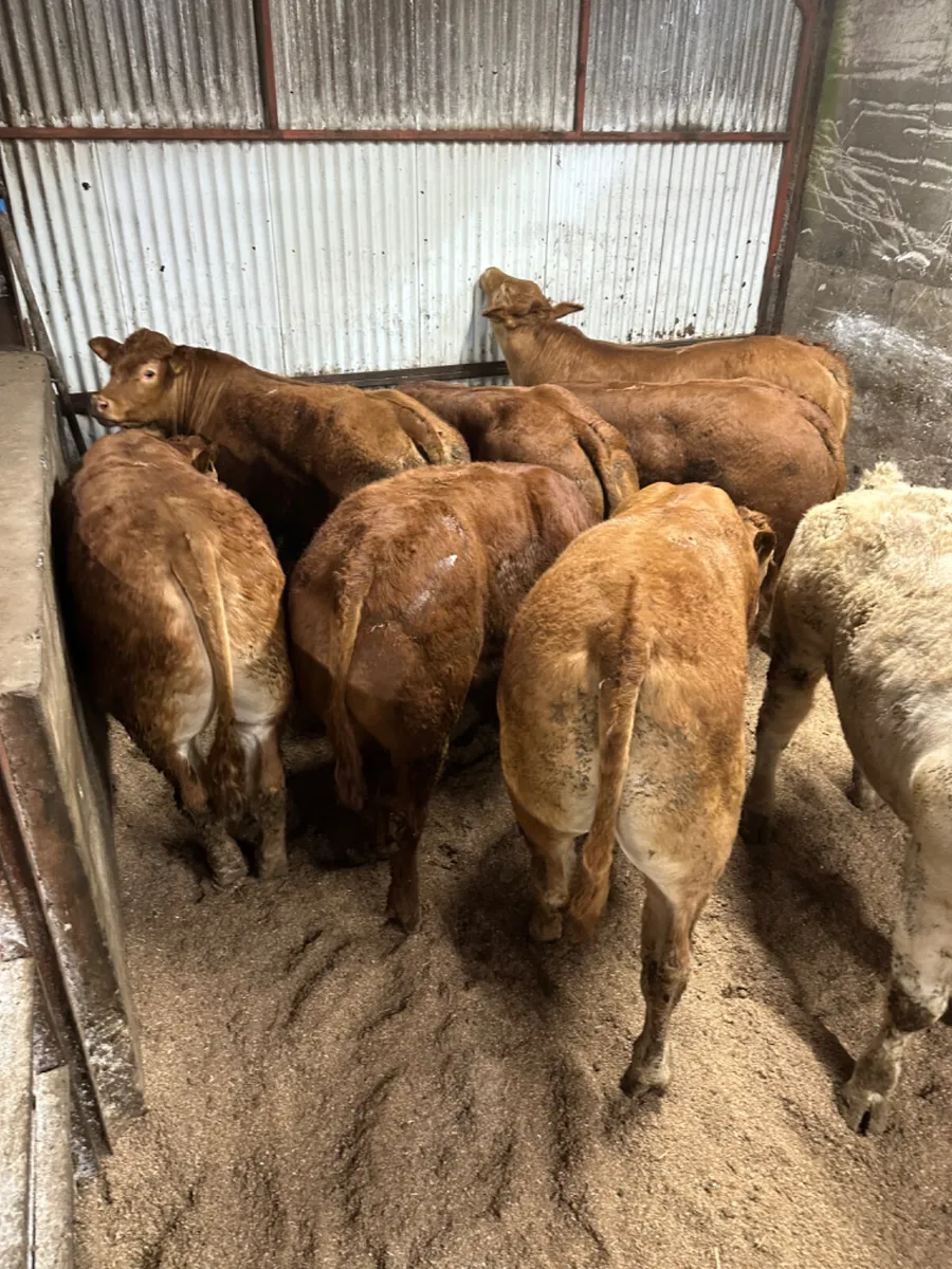 U and E grade forward bullocks - Image 4