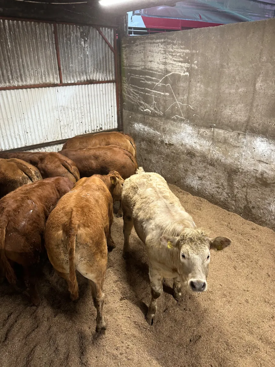 U and E grade forward bullocks - Image 1