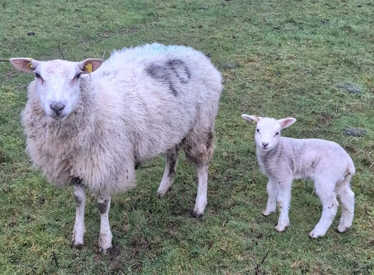 Pedigree Belclare hogget and ewe lamb