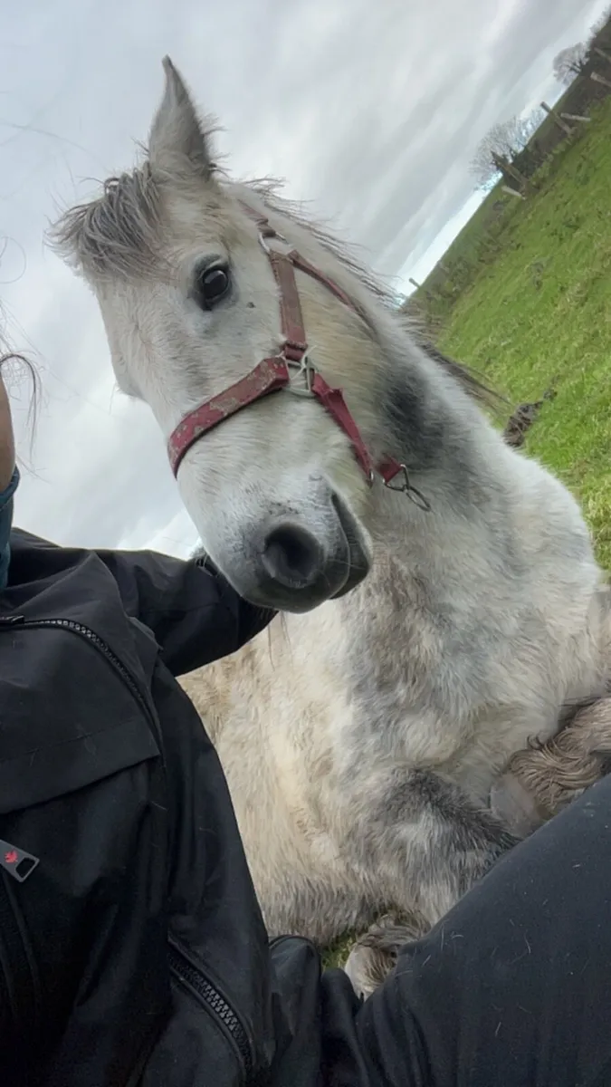 Conemara and cob - Image 2