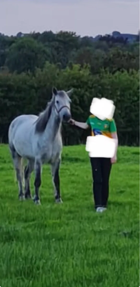 Conemara and cob - Image 3