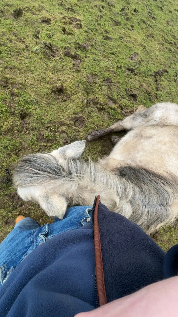 Conemara and cob - Image 4