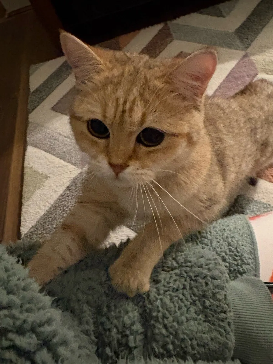 GCCFI Registered Female British Shorthair Kitten - Image 4