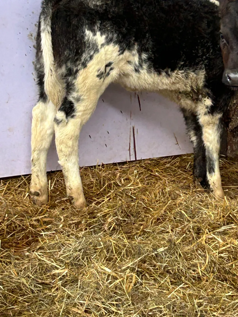 TOP QUALITY CALVES - Image 4