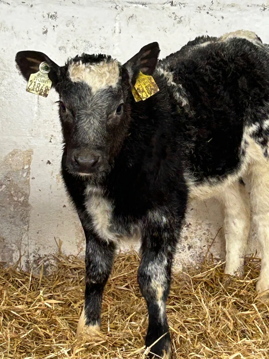 TOP QUALITY CALVES - Image 2