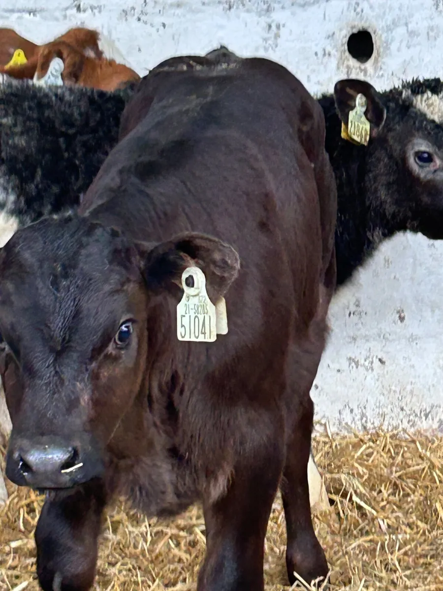 TOP QUALITY CALVES - Image 3