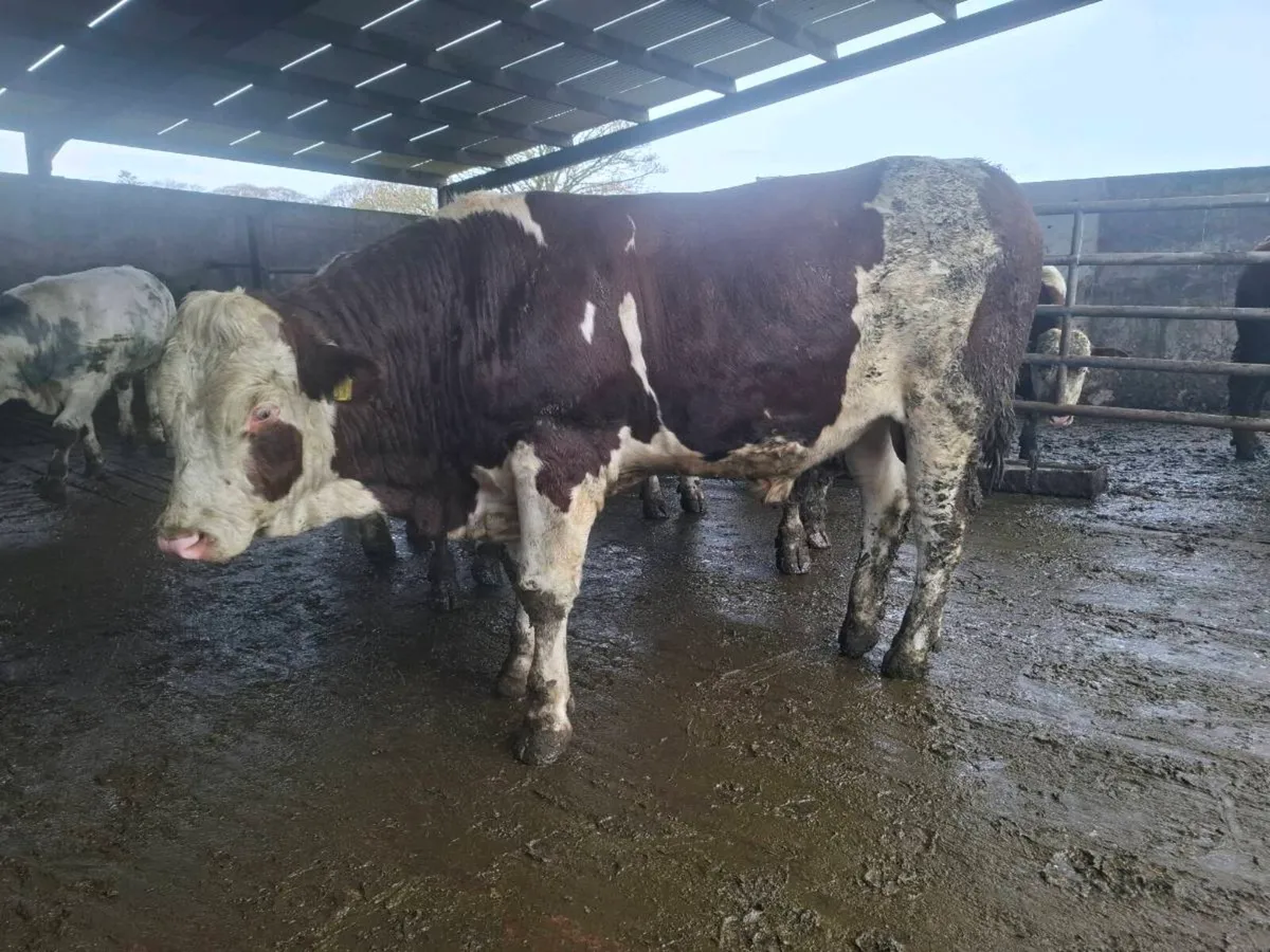 Montbeliarde Bulls - Image 3