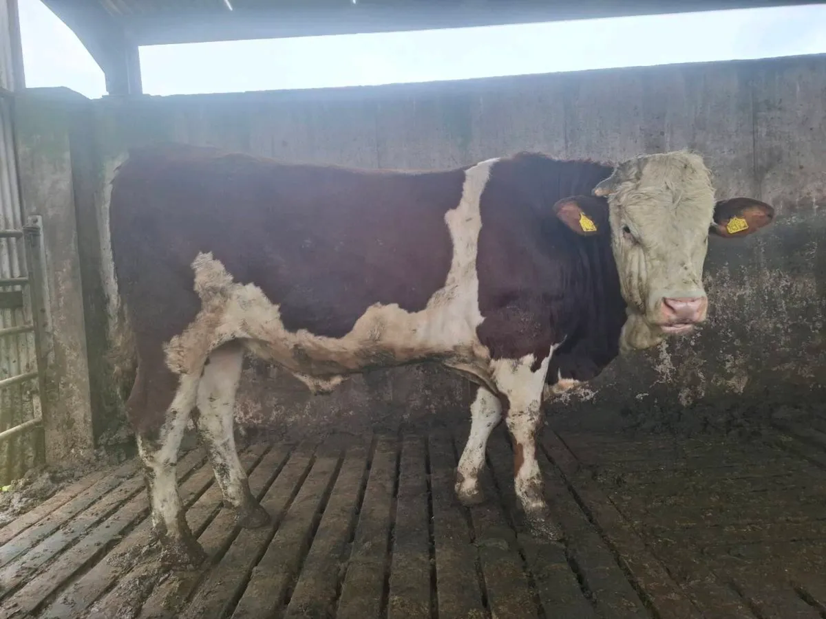 Montbeliarde Bulls - Image 4