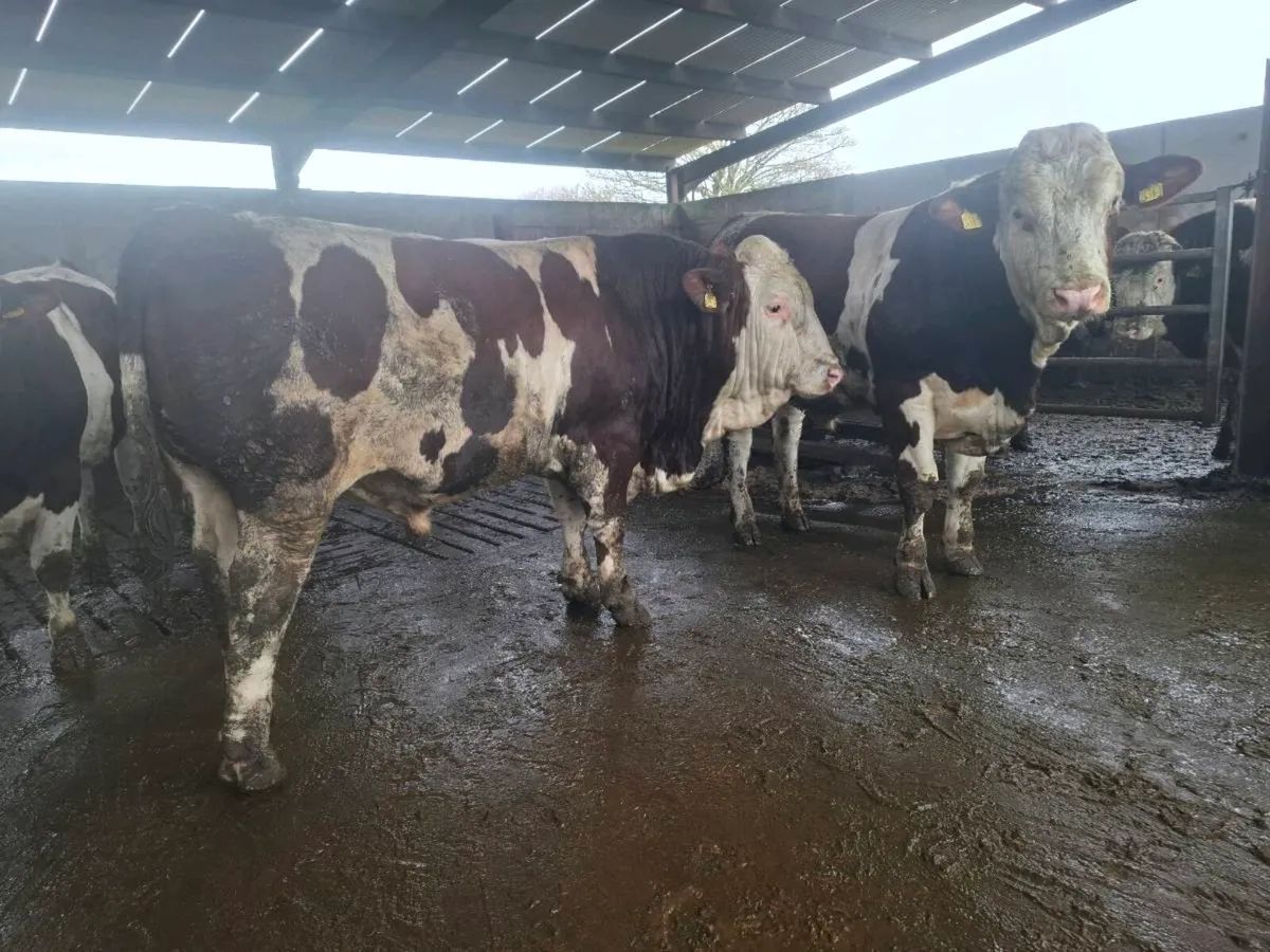 Montbeliarde Bulls - Image 2