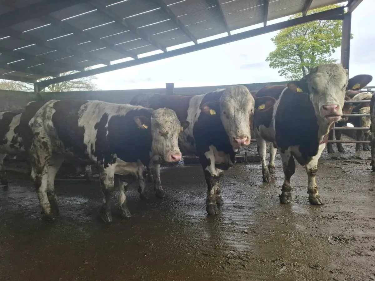 Montbeliarde Bulls - Image 1