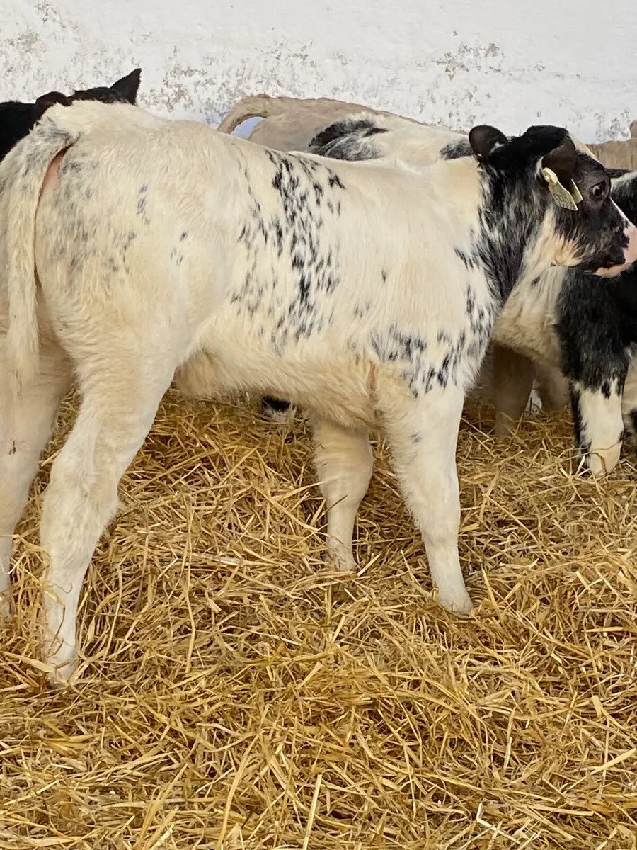 TOP QUALITY CALVES - Image 1