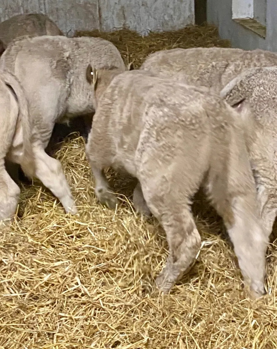 THE HOME OF TOP QUALITY CALVES - Image 1