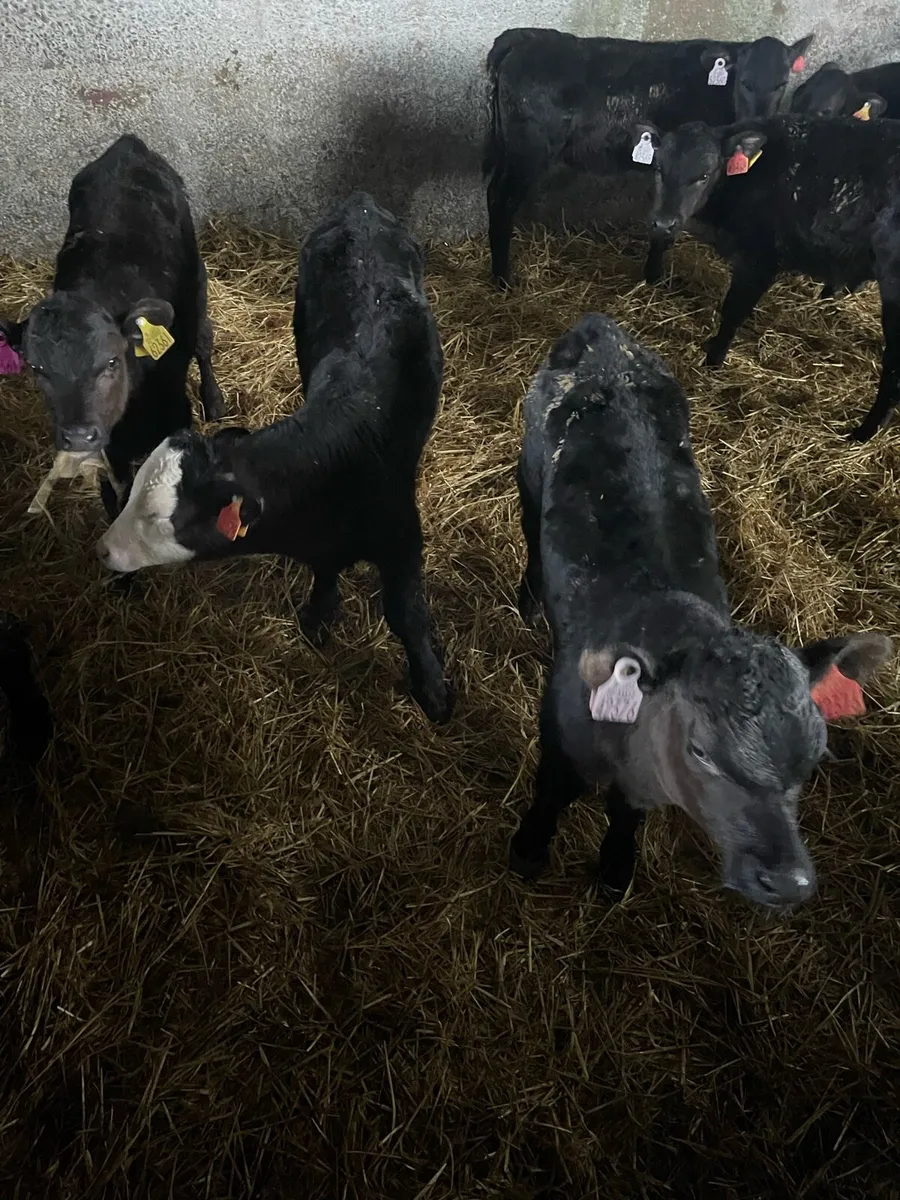 Calves - Image 2
