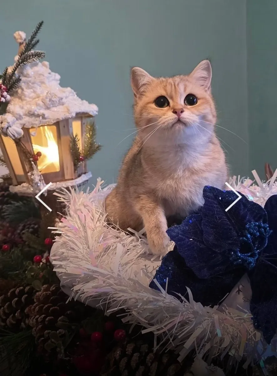 GCCFI Registered Female British Shorthair Kitten - Image 2