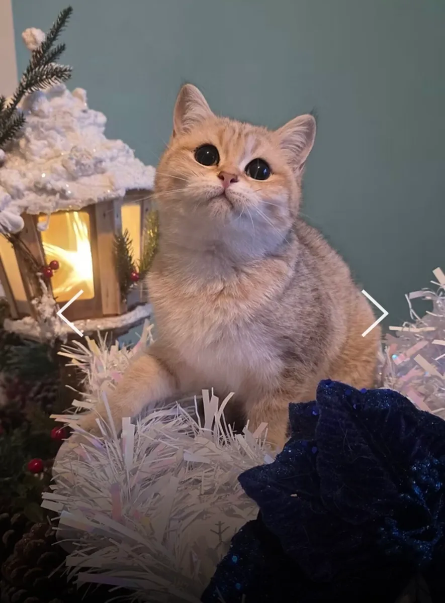 GCCFI Registered Female British Shorthair Kitten - Image 1