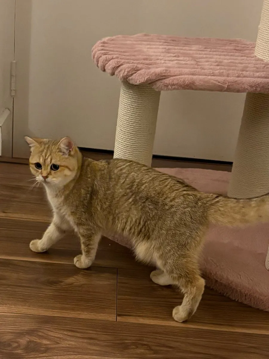 GCCFI Registered Female British Shorthair Kitten - Image 3