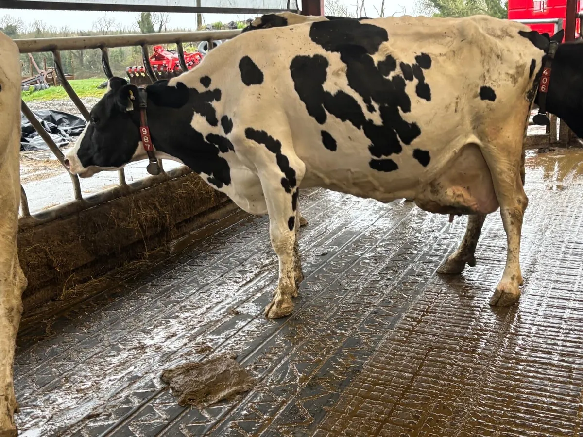 Empty Milking Cows - Image 1