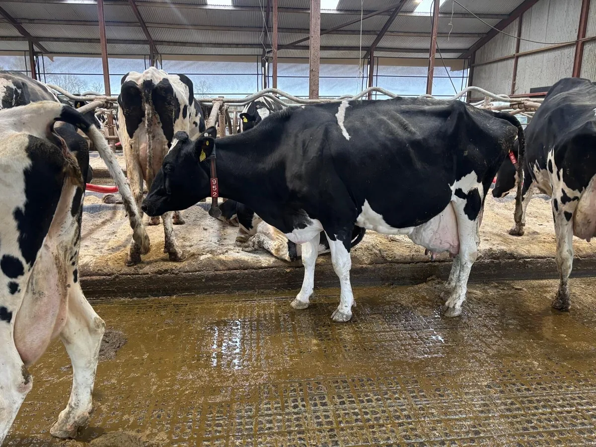Empty Milking Cows - Image 2