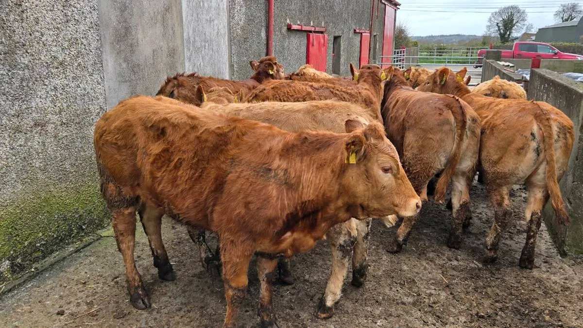 Charolais & Limousin Store Heifers - Image 4