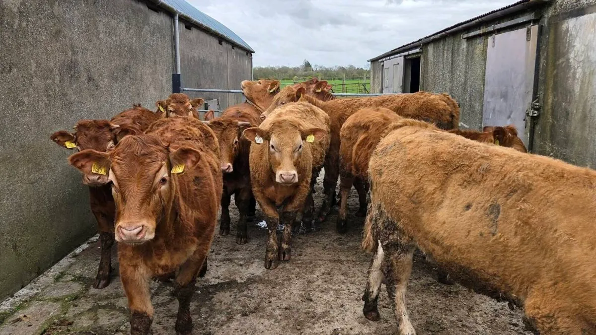 Charolais & Limousin Store Heifers - Image 1