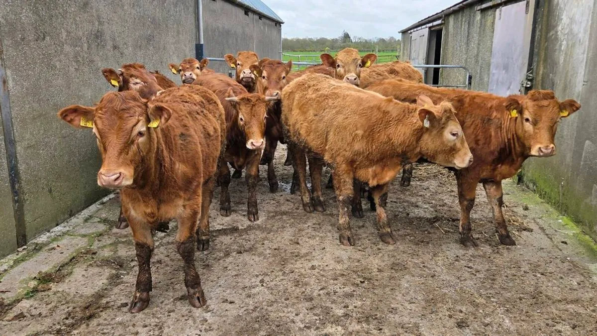 Charolais & Limousin Store Heifers - Image 2