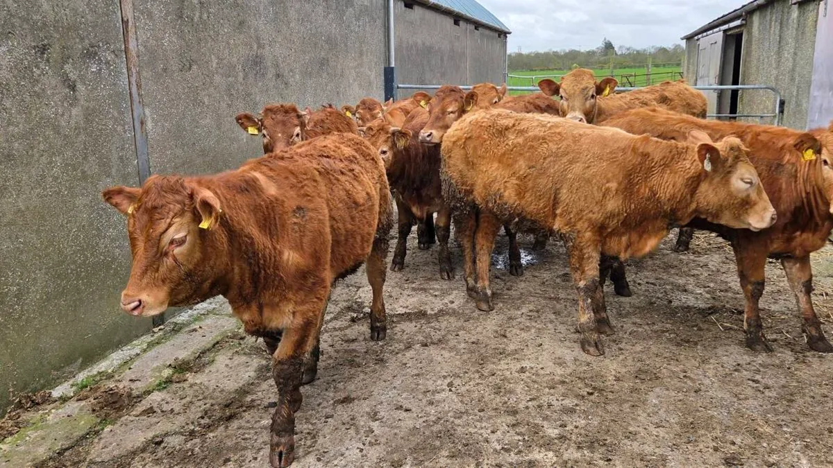 Charolais & Limousin Store Heifers - Image 3