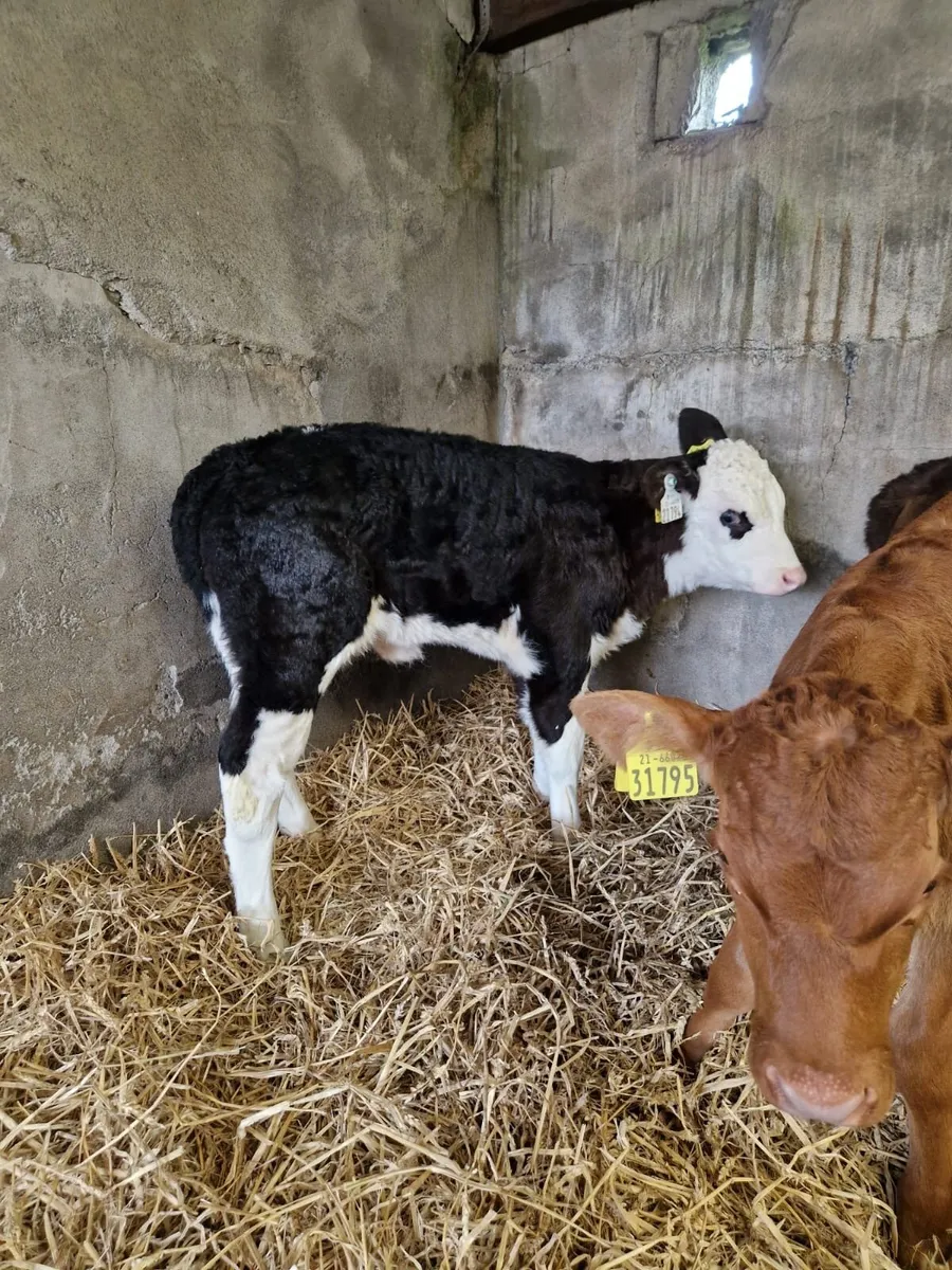 Angus and Hereford Calves for Sale - Image 1