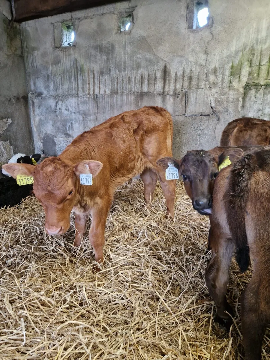 Angus and Hereford Calves for Sale - Image 2