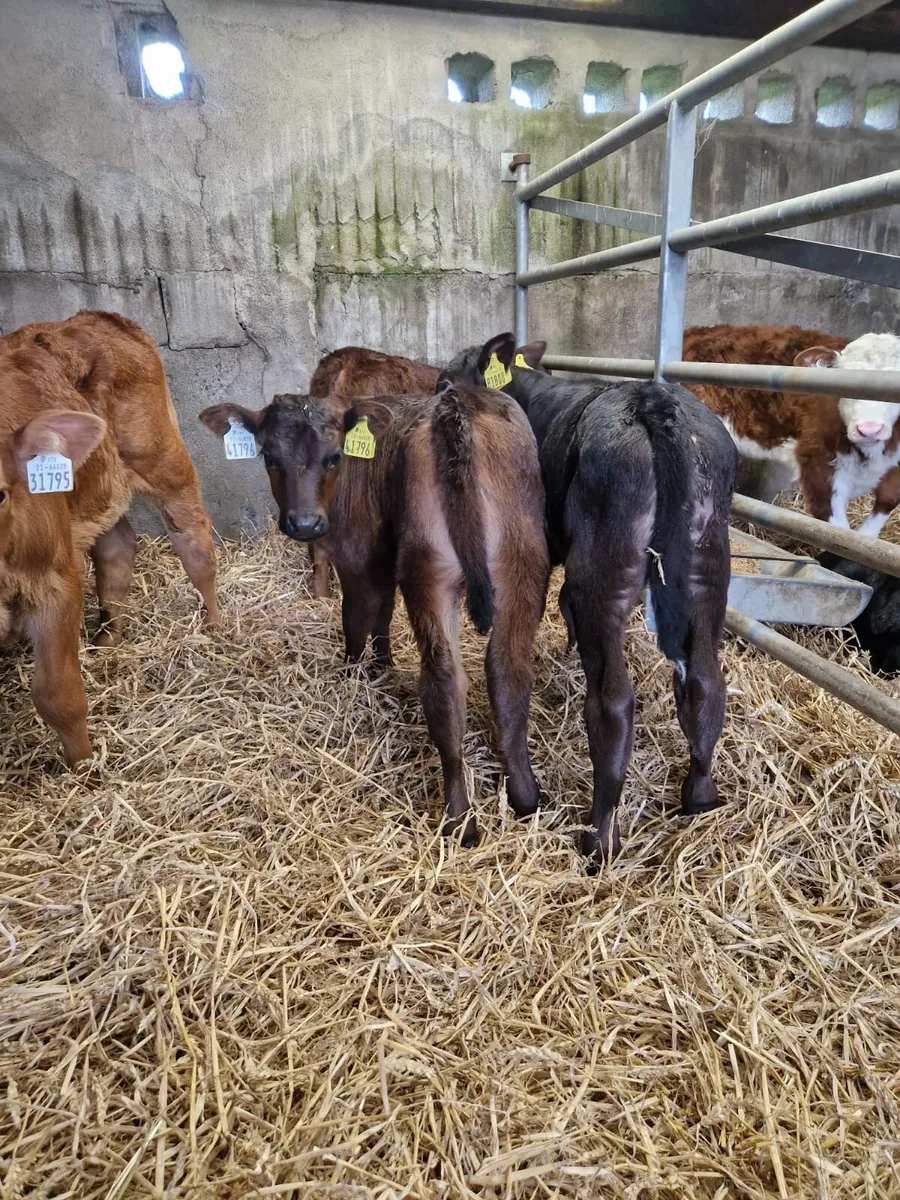 Angus and Hereford Calves for Sale - Image 3