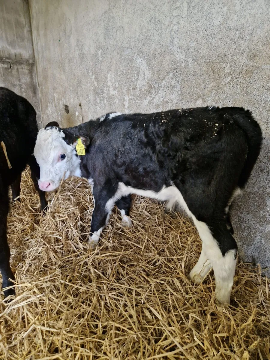Angus and Hereford Calves for Sale - Image 4