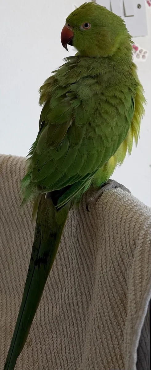 Parrot - Image 1
