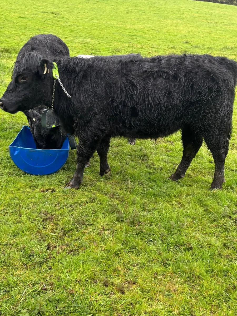 3 Organic AAX bullocks coming 2yrs - Image 2