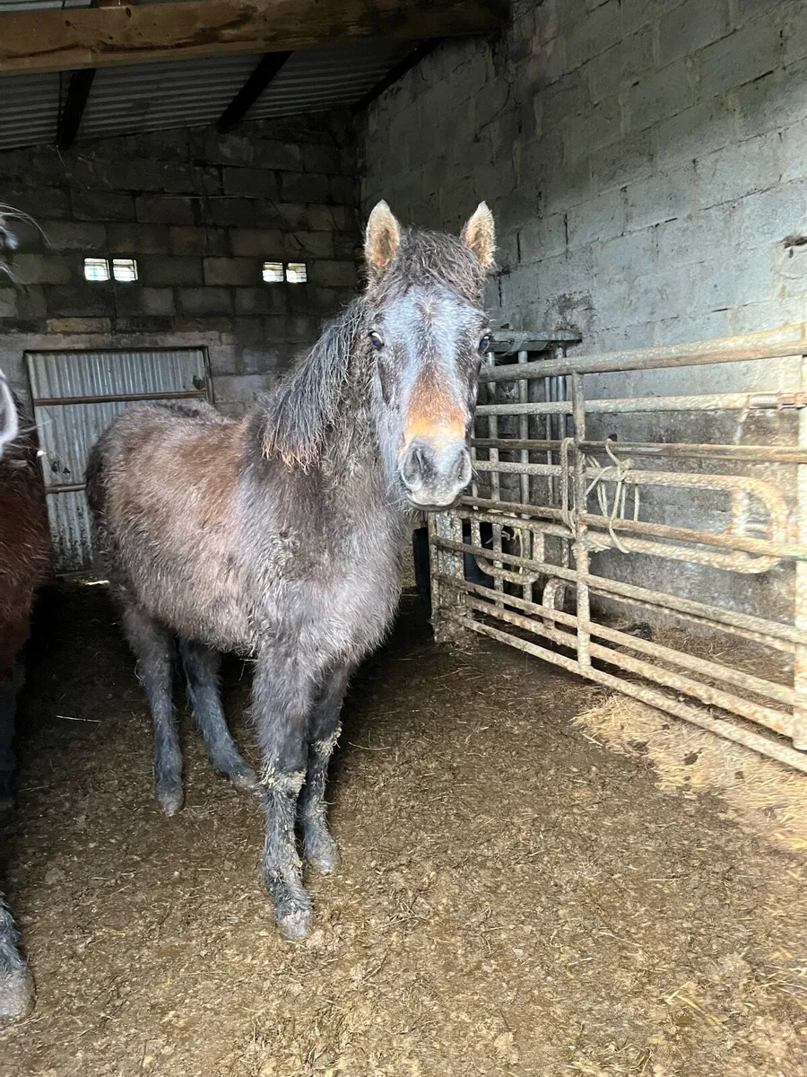 Connemara foal - Image 1