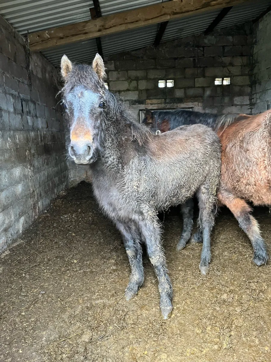 Connemara foal - Image 2