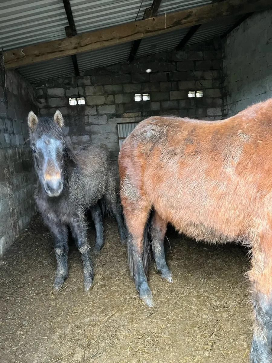 Connemara foal - Image 3