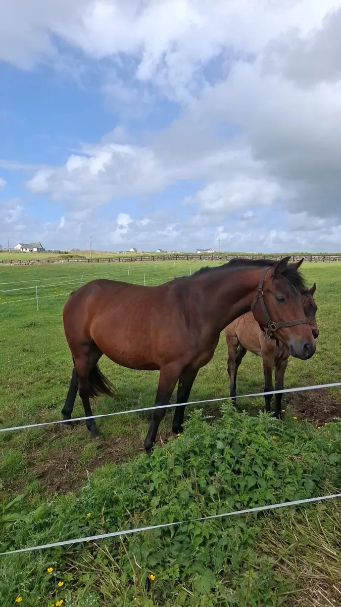 Connemara foal - Image 4