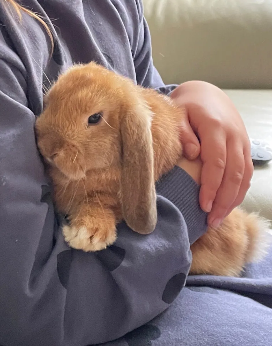 Mini lop Rabbit - Image 1
