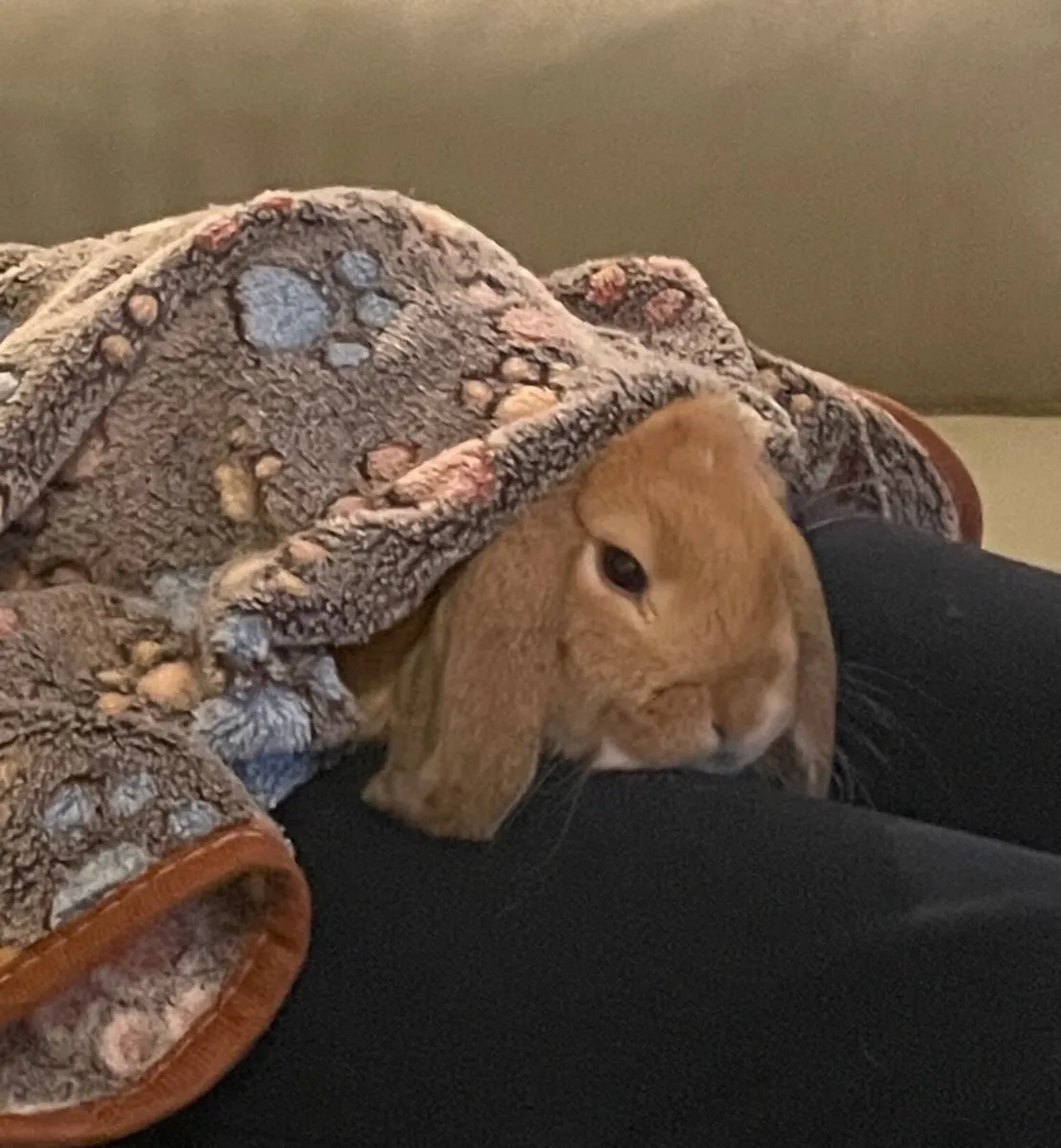 Mini lop Rabbit - Image 2