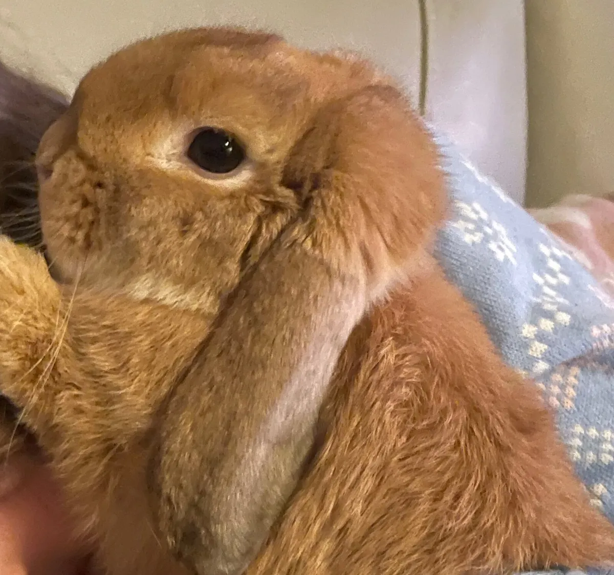 Mini lop Rabbit - Image 3