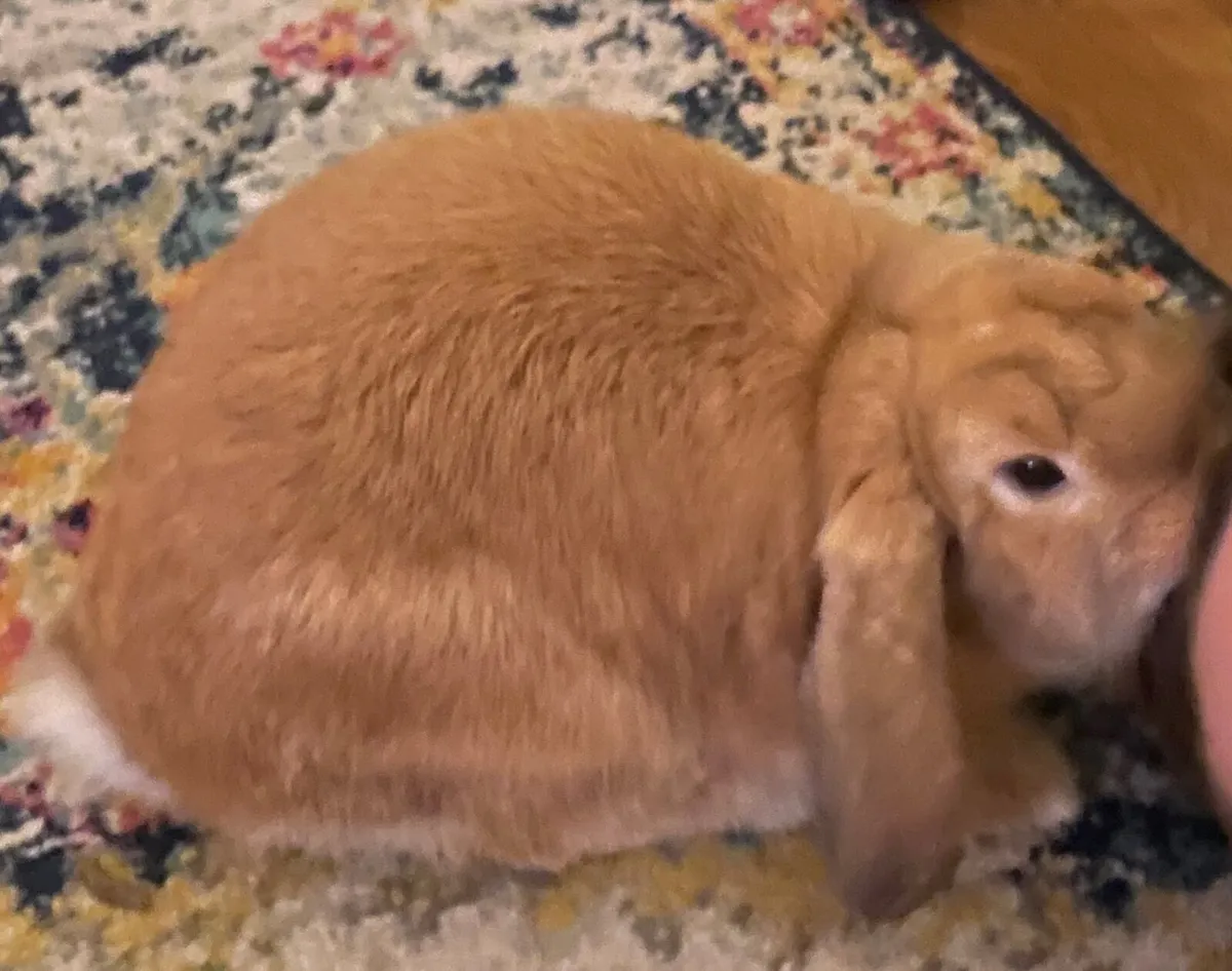Mini lop Rabbit - Image 4