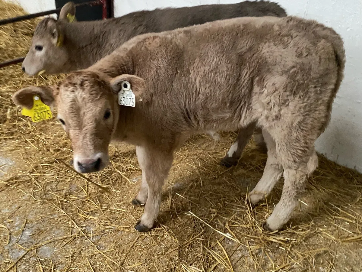 2 Charolais Heifers - Image 2