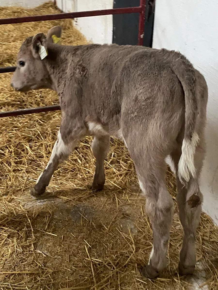 2 Charolais Heifers - Image 3
