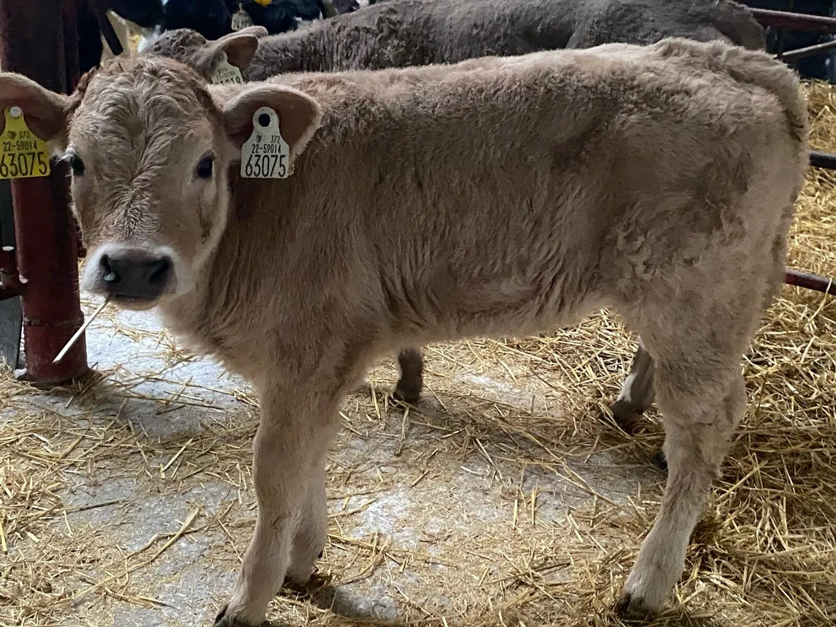 2 Charolais Heifers - Image 4