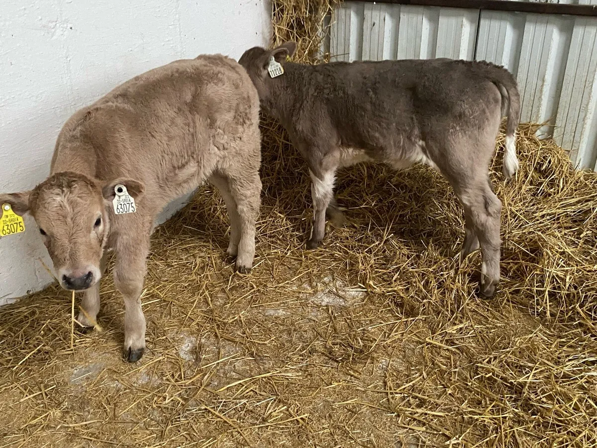 2 Charolais Heifers - Image 1